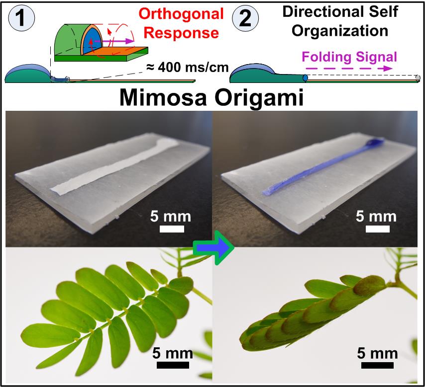 Mimosa Origami: a Nanostructure-enabled Directional Self-Organization Regime of Materials