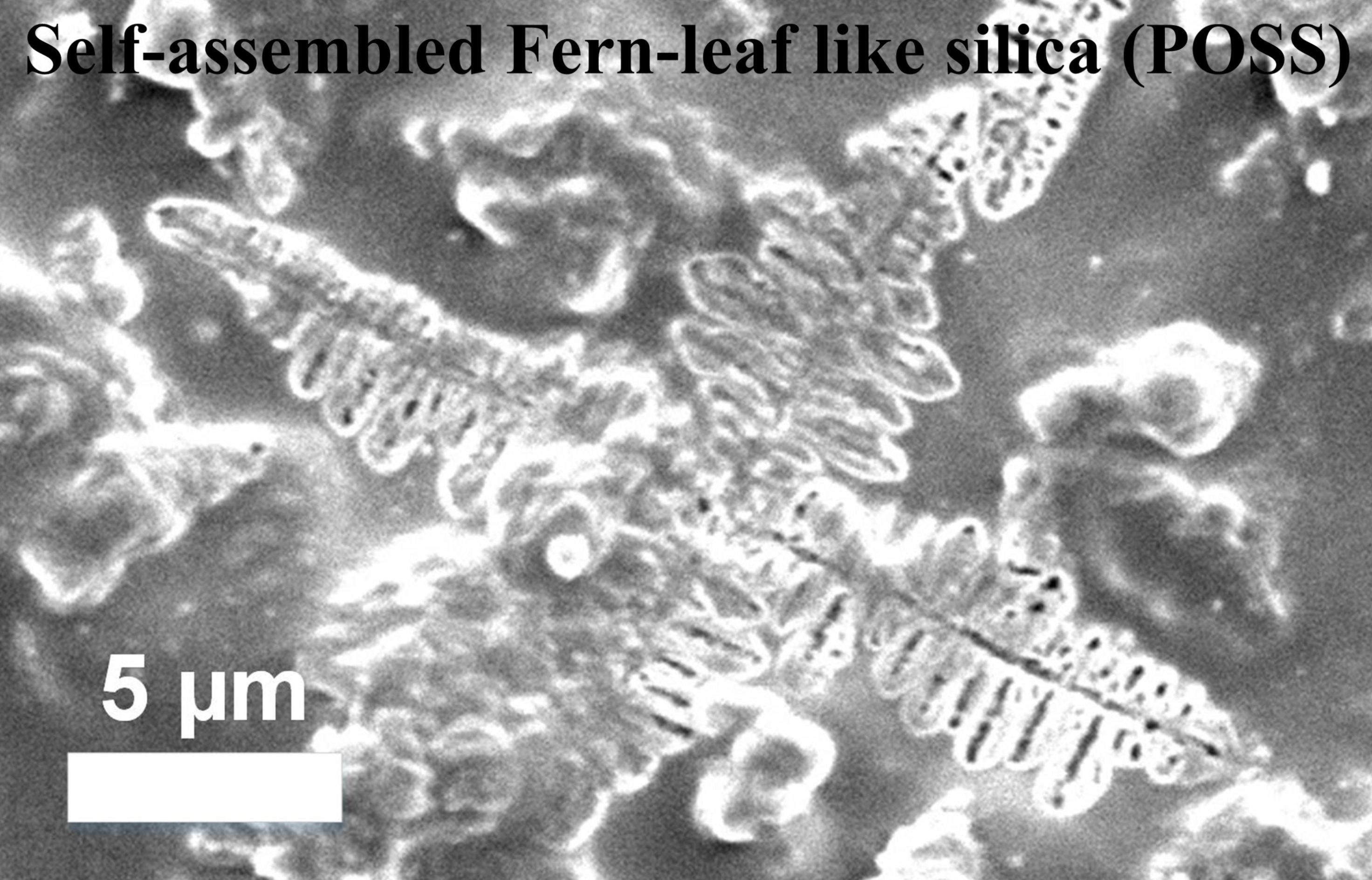 Fernleaf-like Nanoparticle Assembly