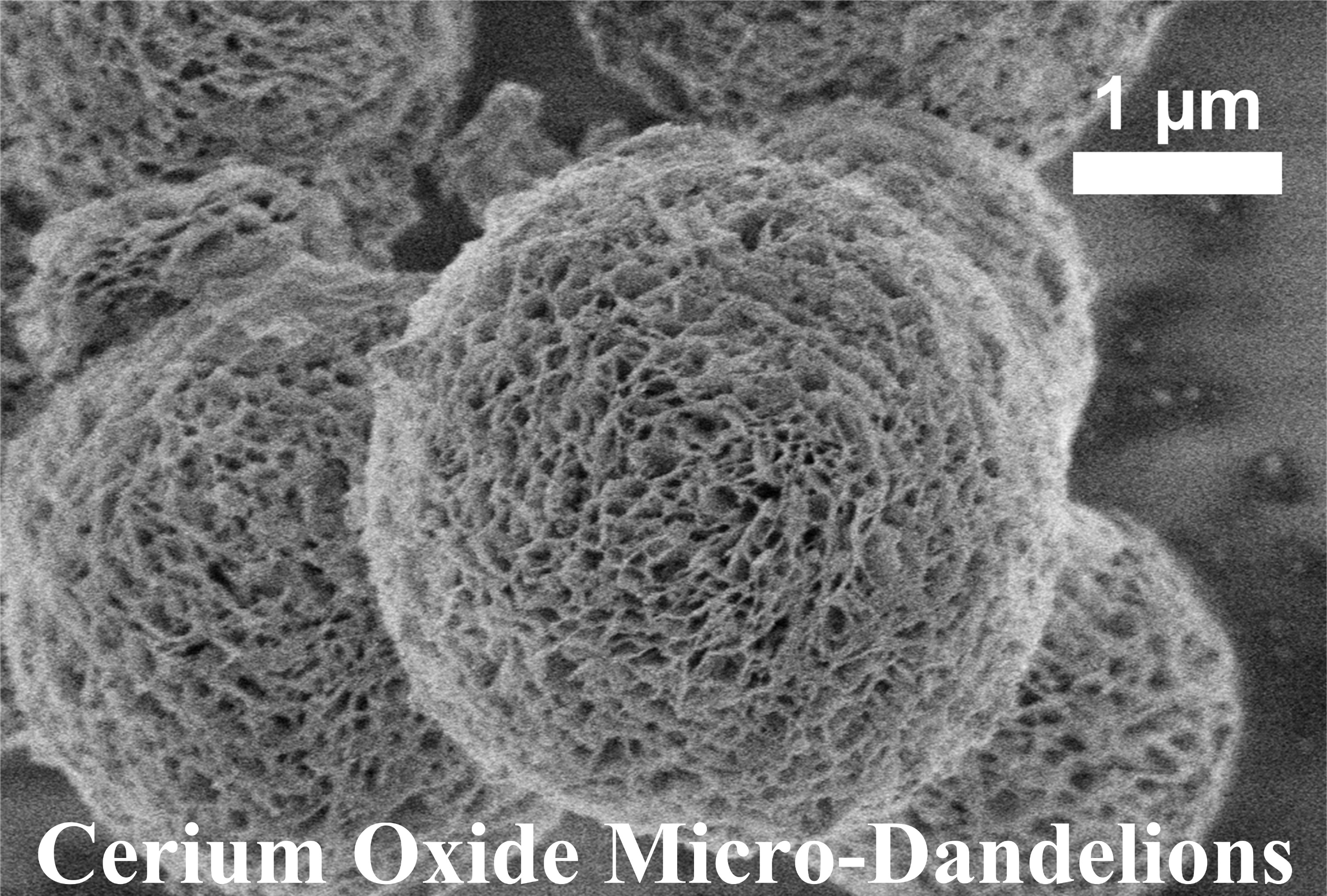 Cerium Oxide Dandelions