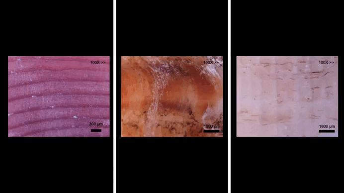 Cryo-fouling Resistant Antarctic Scallops