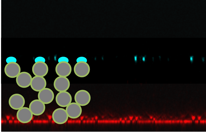 Microdroplet Contaminants: When and Why Superamphiphobic Surfaces Are Not Self-Cleaning