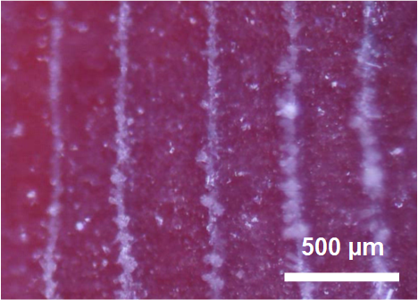 Cryofouling Avoidance in the Antarctic Scallop Adamussium colbecki